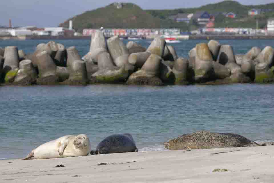 Zeehonden op het strand van Düne bij Helgoland